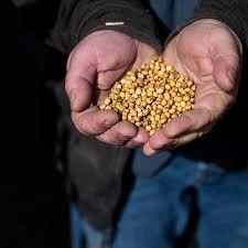 U.S. Farmers Welcome China’s Soybean Purchase Deal, But Challenges Remain
